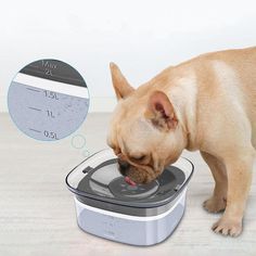 a small dog is drinking out of a water bowl with the lid up and his face in it