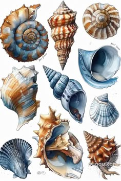 several seashells are shown in this drawing