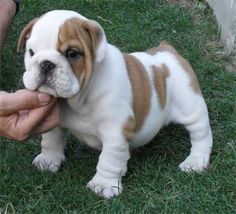 a small brown and white puppy standing on top of a lush green field next to a person