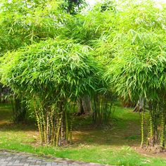 some very tall bamboo trees in the grass