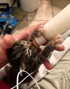 a person holding a bottle with a small kitten in it