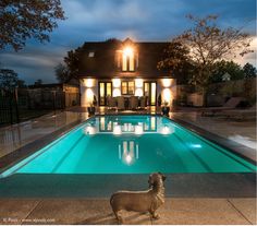 a dog standing in front of a swimming pool with the caption, 2013 spaa gold award winning pool