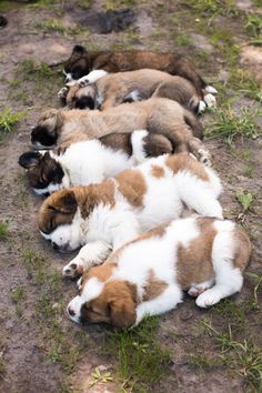 there are many puppies sleeping together on the ground and one is brown and white