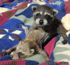 two baby raccoons laying on top of a colorful blanket next to each other