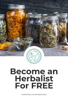 Do you want to study herbalism? Are you ready to get started learning about herbs right now? * Enroll for SEEDS OF HERBALISM, a FREE self paced herbalism course where you will learn the foundations of herbal medicine. You will get videos lessons, a 60+ page work book, and learn the uses of over 20 different medicinal herbs, and how to make and take herbal medicine!d Herbalism For Beginners Books, Apothecary Recipes Herbal Medicine, Herbs Medicinal Uses, Free Herbalism Courses, Natural Herbs Medicine, Learning Herbalism, Herbal Tinctures Recipes, Herbalism For Beginners