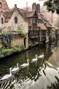 some swans are swimming in the water near buildings