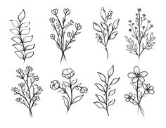 the different types of flowers drawn by hand