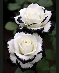 two white and black roses with leaves in the background