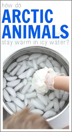 an image of how do arctic animals stay warm in icy water? with text overlay