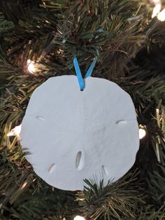 a sand dollar ornament hanging from a christmas tree with blue ribbon on it