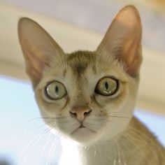 a close up of a cat with green eyes looking at the camera while standing in front of a window