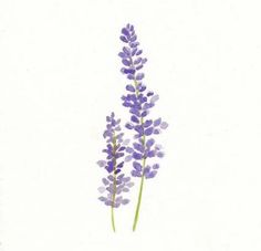 two purple flowers are shown against a white background