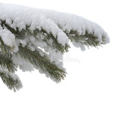 snow covered pine tree branches with white sky in the background royalty images and clippings