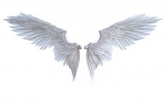 two white angel wings on a white background