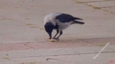 a black and white bird eating something on the ground