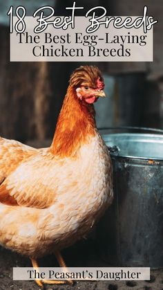 Looking for the best egg-laying chickens for your homestead or backyard flock? This guide explores 18 top egg-laying breeds, from the prolific Leghorn to the reliable Rhode Island Red. Learn about each breed’s egg production, temperament, and care needs to help you choose the perfect chickens for your setup. Whether you're after high egg output, colorful eggs, or dual-purpose breeds, this list will help you find the right match for your flock. Rural Homestead, Urban Chicken Coop, Best Laying Chickens, Laying Chickens Breeds, Chicken Raising, Best Egg Laying Chickens, Laying Chickens