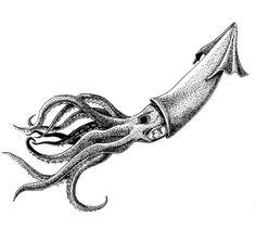 an ink drawing of an octopus with long tentacles on it's back and tail