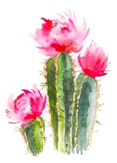 watercolor painting of cactus with pink flowers on white background stock photo - 787982