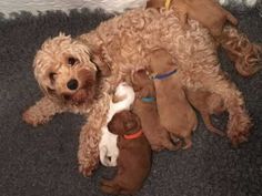 a dog laying on the floor with several puppies