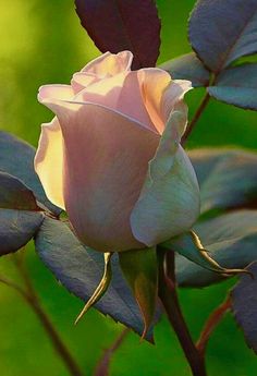 Gorgeous rose! Rose Reference, Rose Gardening, Rose Pictures, English Roses, Flower Photos, Beautiful Photography