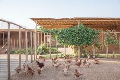 chickens are walking around in the dirt near a building with a bamboo roof on it