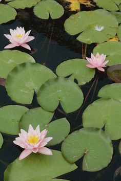 two pink water lilies floating on top of a pond filled with lily pad flowers