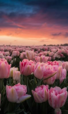 a field full of pink tulips under a purple sky with clouds in the background