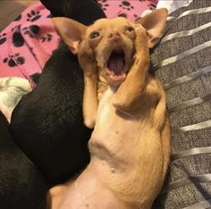 two dogs laying on top of each other with their mouths open