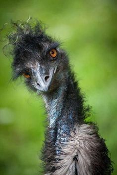 an ostrich looking at the camera with its head turned to look like it is frowning