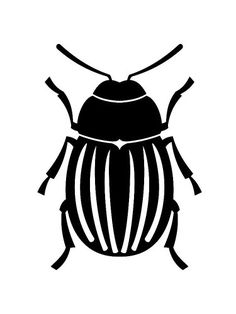 a black and white image of a beetle