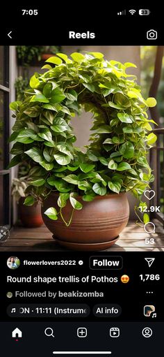 an image of a potted plant in the middle of a screen shot with text below