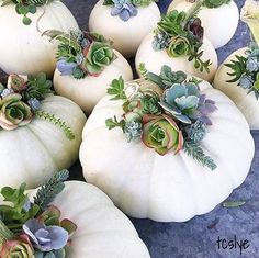 several white pumpkins with succulents and green leaves on them are arranged in a pattern