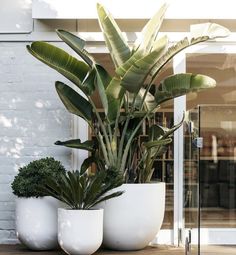 two large white planters sitting on top of a wooden table