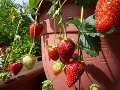 some strawberries are hanging from a plant