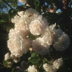 white flowers are blooming in the sun