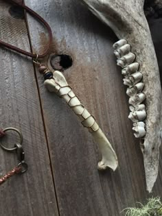 an animal's bones and other items on a wooden surface