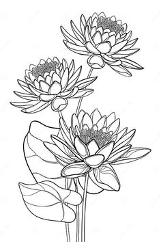 three water lilies with leaves in the pond coloring page for adults and children stock illustration