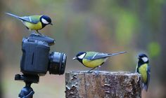 three small birds perched on top of a wooden post with a camera attached to it