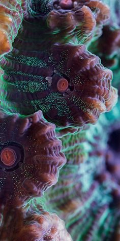 some very pretty looking corals with green and purple colors on them's sides