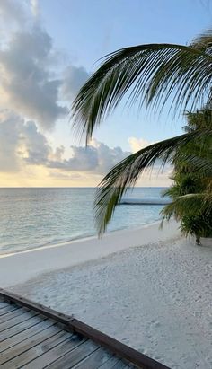 a beach with palm trees and the ocean in the background