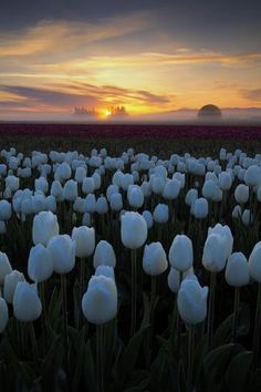 a field full of white tulips with the sun setting in the background