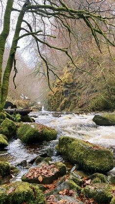 a river running through a forest filled with lots of green mossy rocks and trees