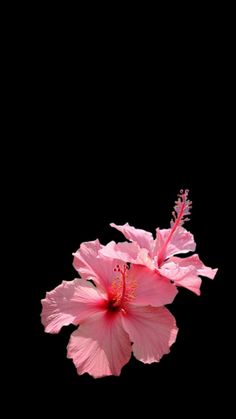 two pink flowers on a black background