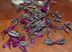 some purple flowers are laying on a wooden table