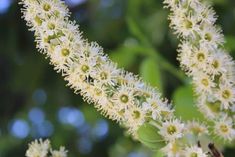 white flowers are blooming on the branches of a tree with green leaves in the background