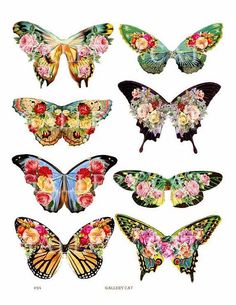 the butterflies are all different colors and sizes, but there is no image to describe