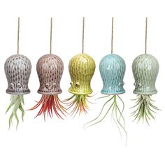 four different types of air plants hanging from strings