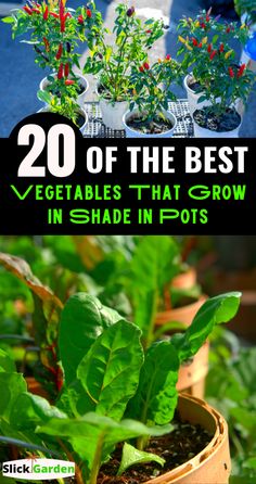 the best vegetables that grow in shade in pots