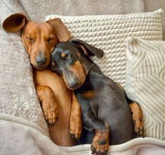 two dachshund puppies cuddle together on a blanket