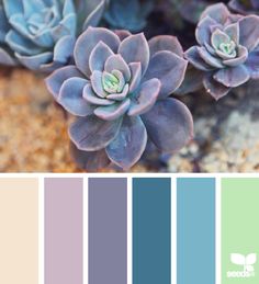 the color scheme is blue and green, with two succulents on each side